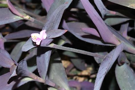 紫鸭趾草有毒?