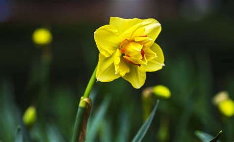 水仙花的花语是什么?