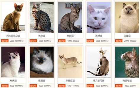 求最全的猫 图鉴及说明