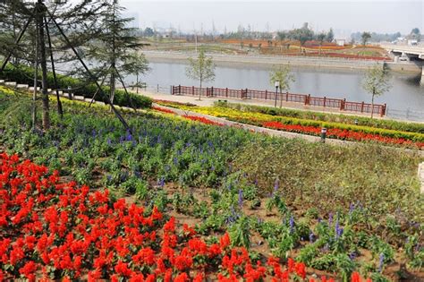 济宁市花到底是什么