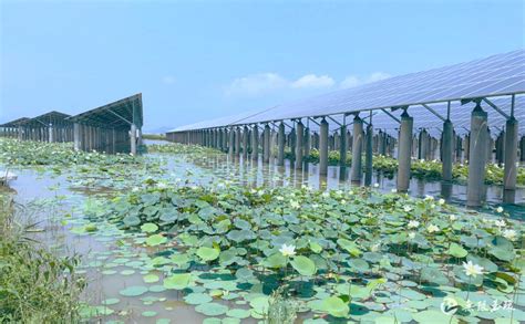 水生蔬菜种类如何