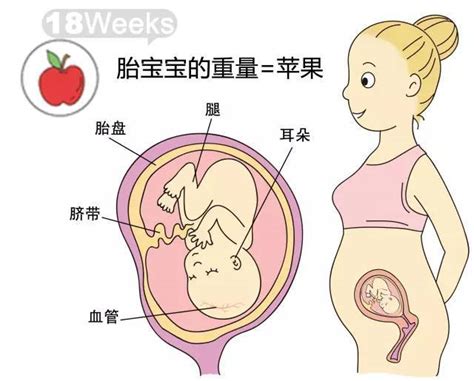 胚胎发育过程????