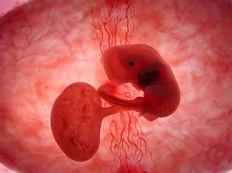 40天胚胎图片大全