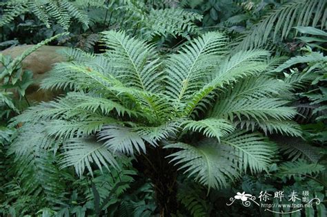 芒萁和贯众是什么类的植物啊?