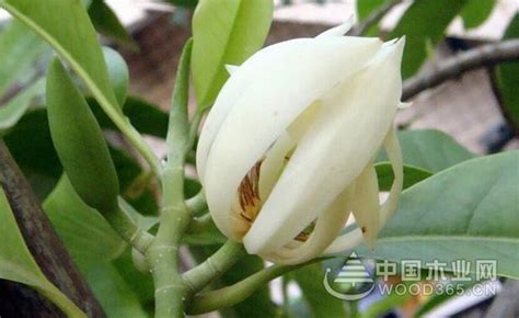 如何种植黄桷兰 黄桷兰的种植方法