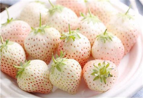 日本菠萝莓和白草莓的区别