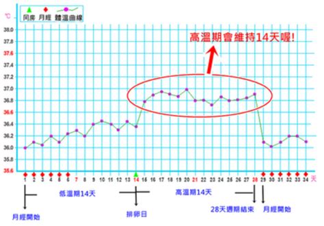 排卵期受孕几率如何增大