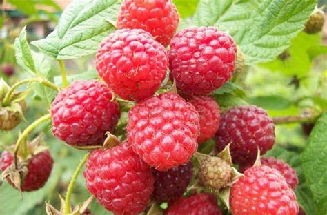 孕期能吃树莓么