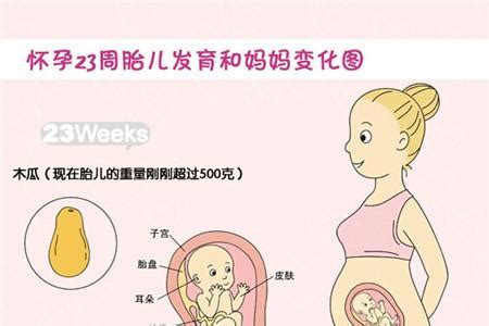怀孕22周腹围多少正常范围