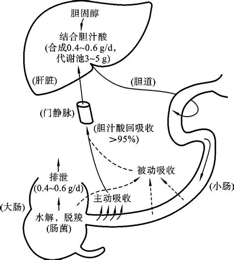 婴儿总胆汁酸10.87