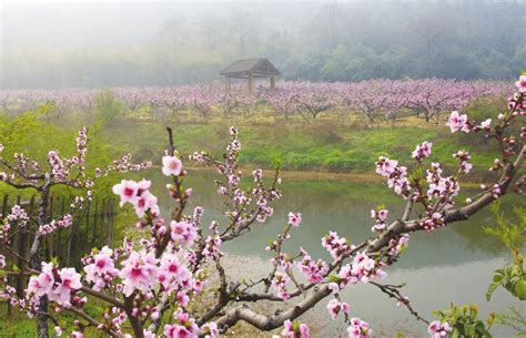 山桃花和桃花的区别