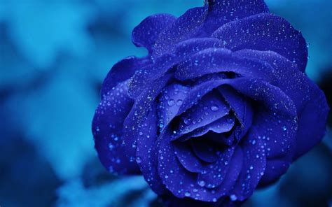 玫瑰 - --蓝色妖姬代表的是什么