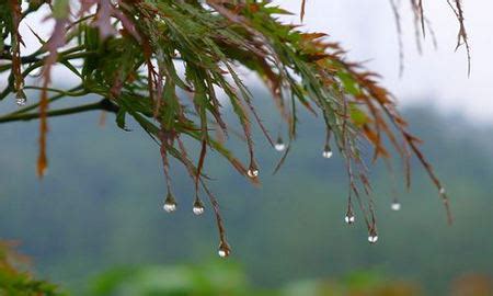 描写秋雨的句子10个字左右