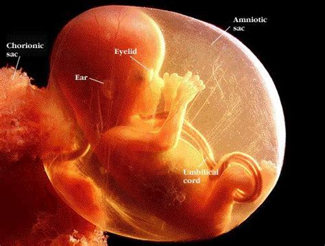 怀孕第2周胎儿发育