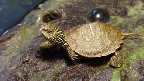 小乌龟在不吃不喝的情况下可以活多久啊?