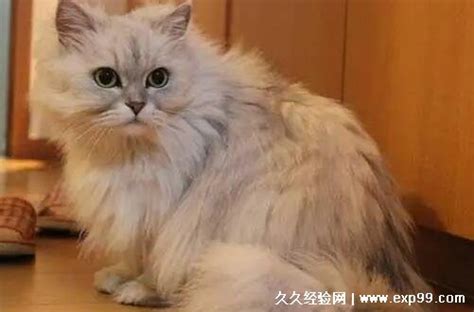 金吉拉猫大约多少钱一只