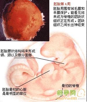 七十天的胎儿图像