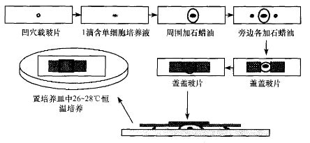 急急 生物培养法概述