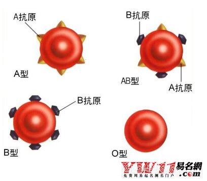 rh 阴性血都是熊猫血吗