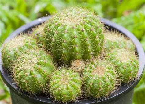 仙人球-植物作文600字（推荐5篇）