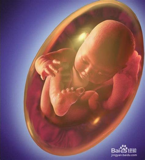 超齐全的胎儿每周发育3D图