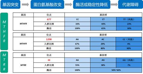 叶酸代谢报告怎么看