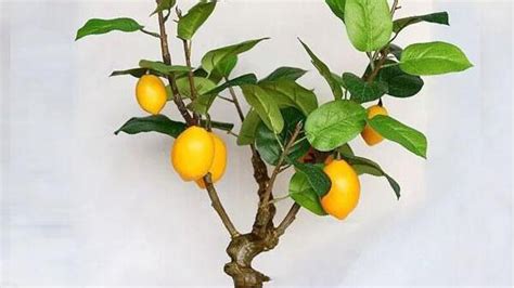 柠檬花的栽培方法
