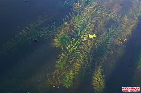 黑藻在我国是一种比较常见的水生植物,因其取材方便,常作为生物学实验的材料.如图甲表示光合作用实验,