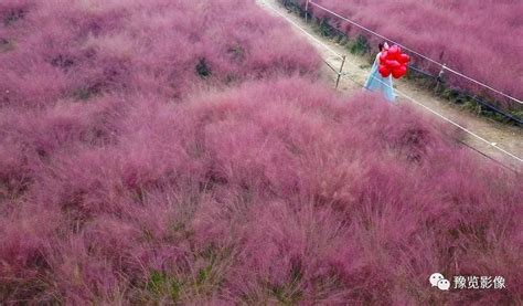 鼠尾草的花语是什么