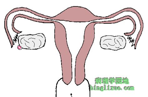 女人的生育期和排卵期