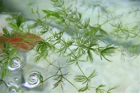 金鱼藻在水中怎么开花呢