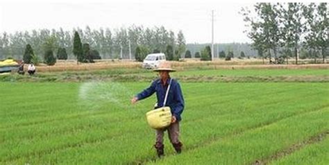 小麦苗期在什么时期追肥好