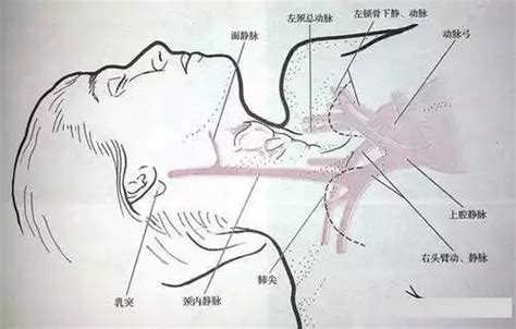 颈部解剖超声图解