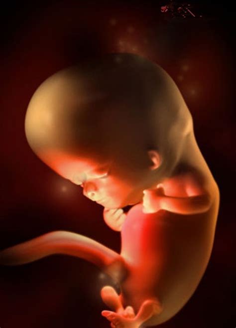 怀孕10周胎儿真实图