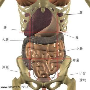 腰侧边有硬块怎么回事