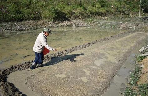 水稻什么时候种植啊?