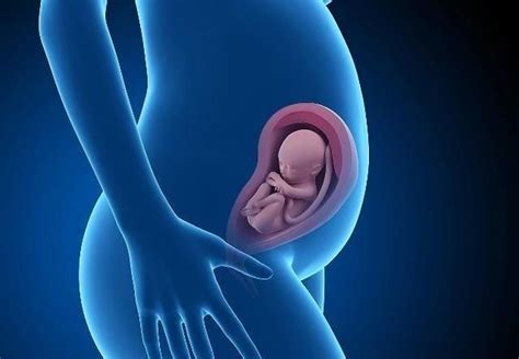 胎儿脐带什么时候形成的