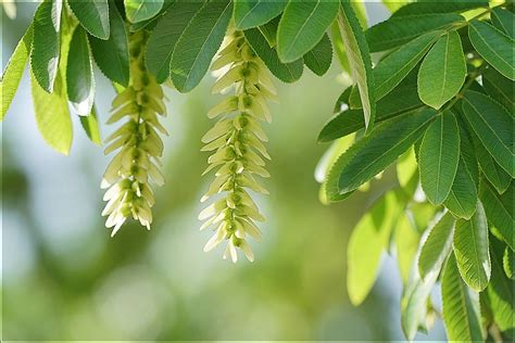 杨树短枝上的饱满的芽属于什么芽?是花芽,混合芽,叶芽