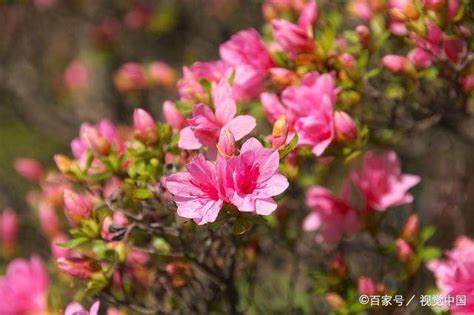 杜鹃花养殖方法