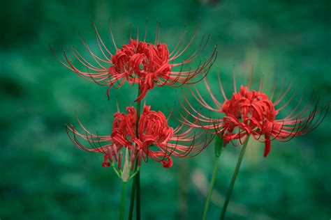 曼珠沙华要怎么养?(又叫红花石蒜,彼岸花.)