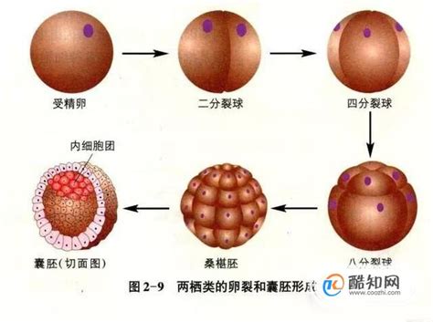 移植囊胚13天hcg只有55