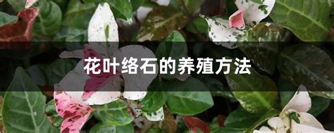 花叶络石怎么养