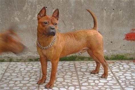 什么是大型旺代长卷毛矮腿猎犬,宠物大型旺代长卷毛矮腿猎犬的习性特征与喂养等介绍