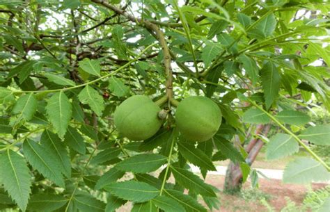 文冠果树的果实有什么作用