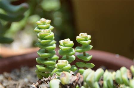 多肉植物舞乙女怎么养 舞乙女(钱串景天)介绍