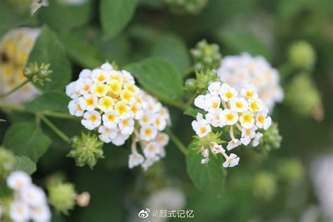 谁知道这是什么花?谢谢