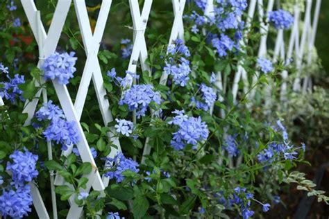 有一种小草开淡蓝色的花,野地很多叫什么