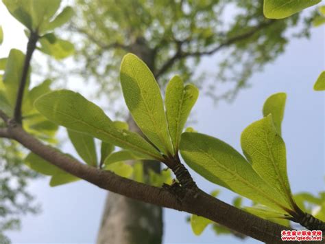 这叫什麽植物?