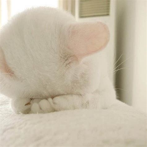 后脑勺白发多是肾阳虚还是阴虚