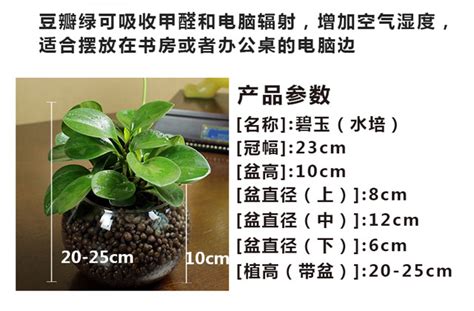 请问碧玉可以水培吗?